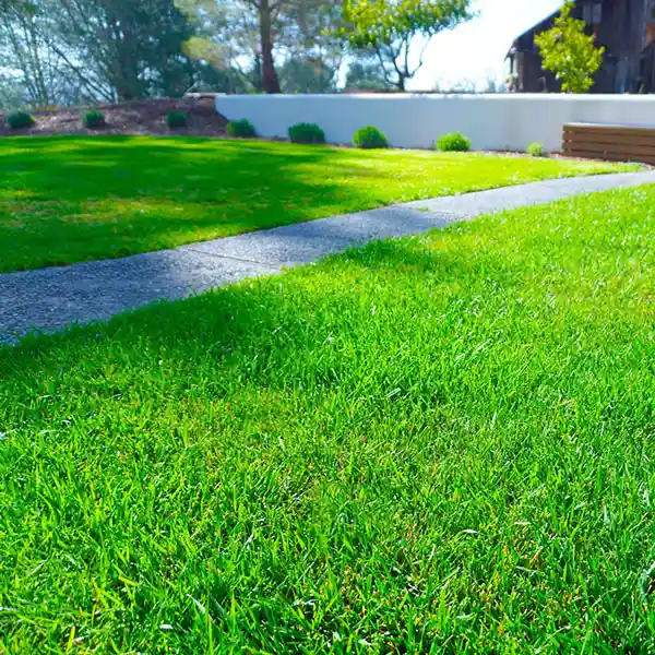 Lawn and plant care in Oxford