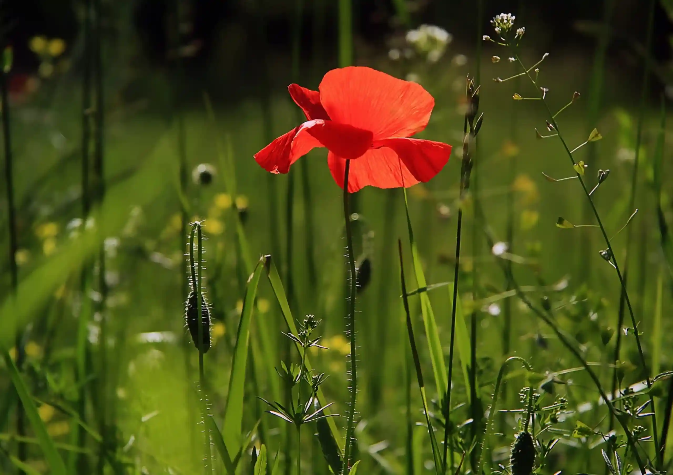 Gardening Clearance in Oxford