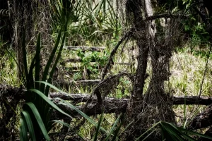 Garden clearance in Oxford