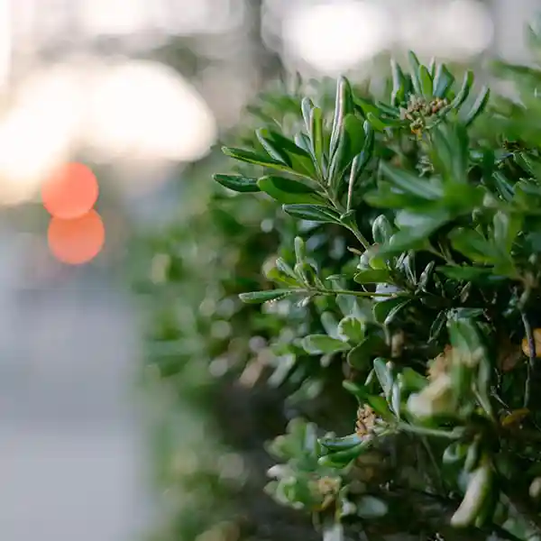 Garden Services in Oxford